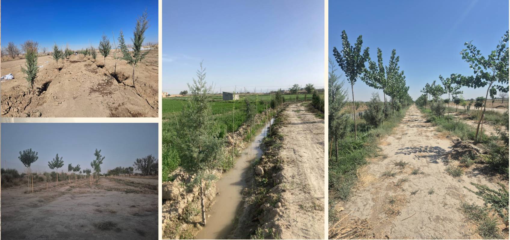 silver-generation-hotel-Tree2-1